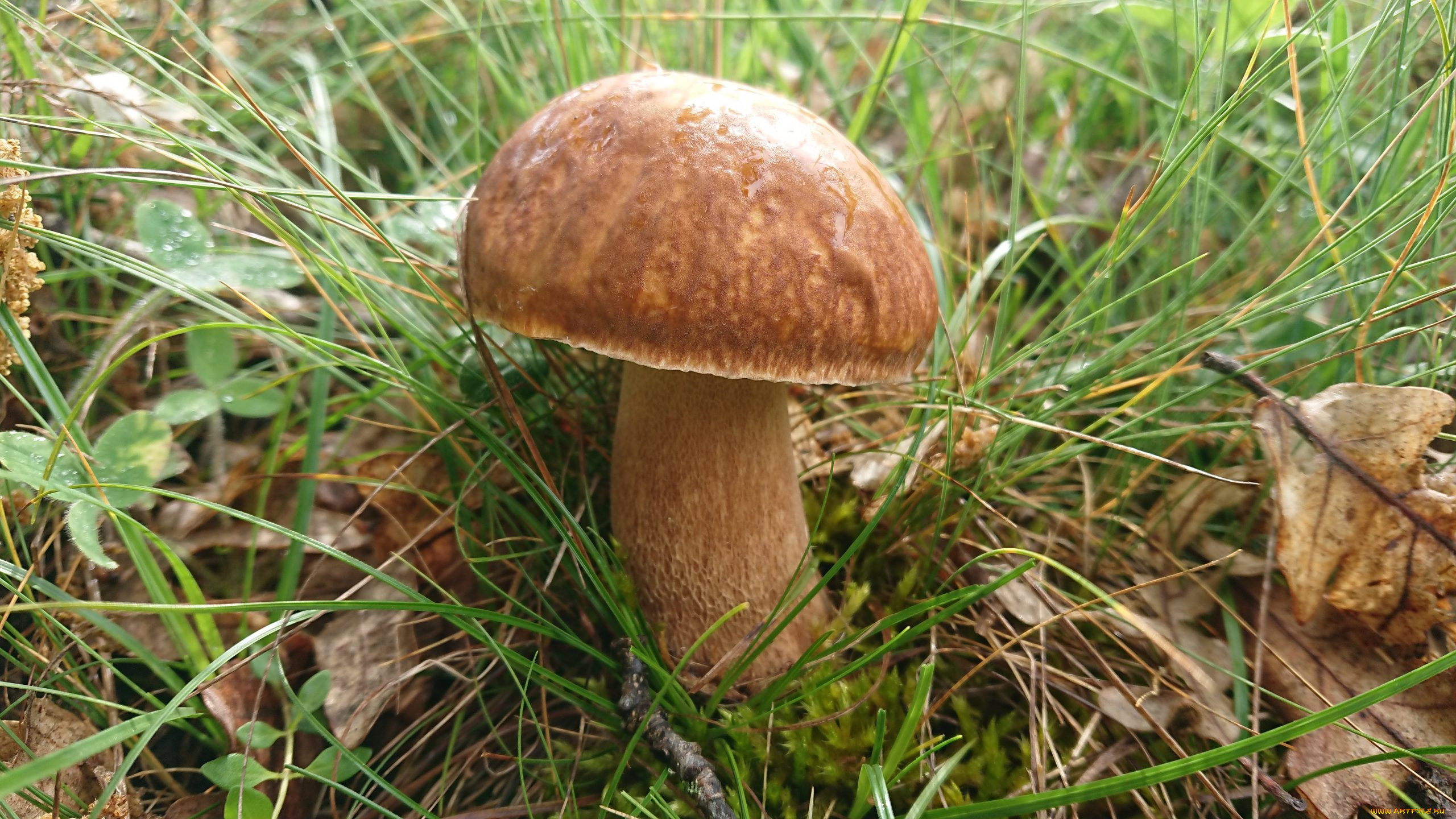 , , 